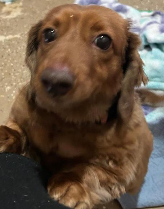 Enlarge KOPPER----NEW ARRIVAL, a ADOPTABLE Dachshund (Long Haired) in Georgetown, KY image 1/5