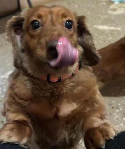 Enlarge KOPPER----NEW ARRIVAL, a ADOPTABLE Dachshund (Long Haired) in Georgetown, KY image 3/5