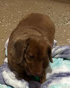 Enlarge KOPPER----NEW ARRIVAL, a ADOPTABLE Dachshund (Long Haired) in Georgetown, KY image 4/5
