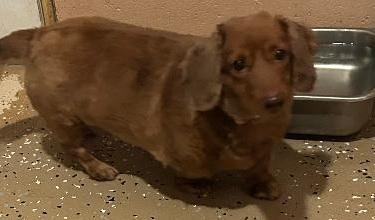 Enlarge KOPPER----NEW ARRIVAL, a ADOPTABLE Dachshund (Long Haired) in Georgetown, KY image 2/5