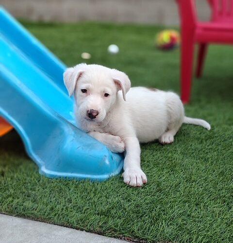 Nathan, a Adoptable mixed breed in Henderson, NV image 1/6