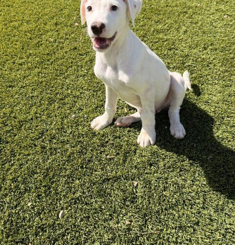 Nathan, a Adoptable mixed breed in Henderson, NV image 2/6