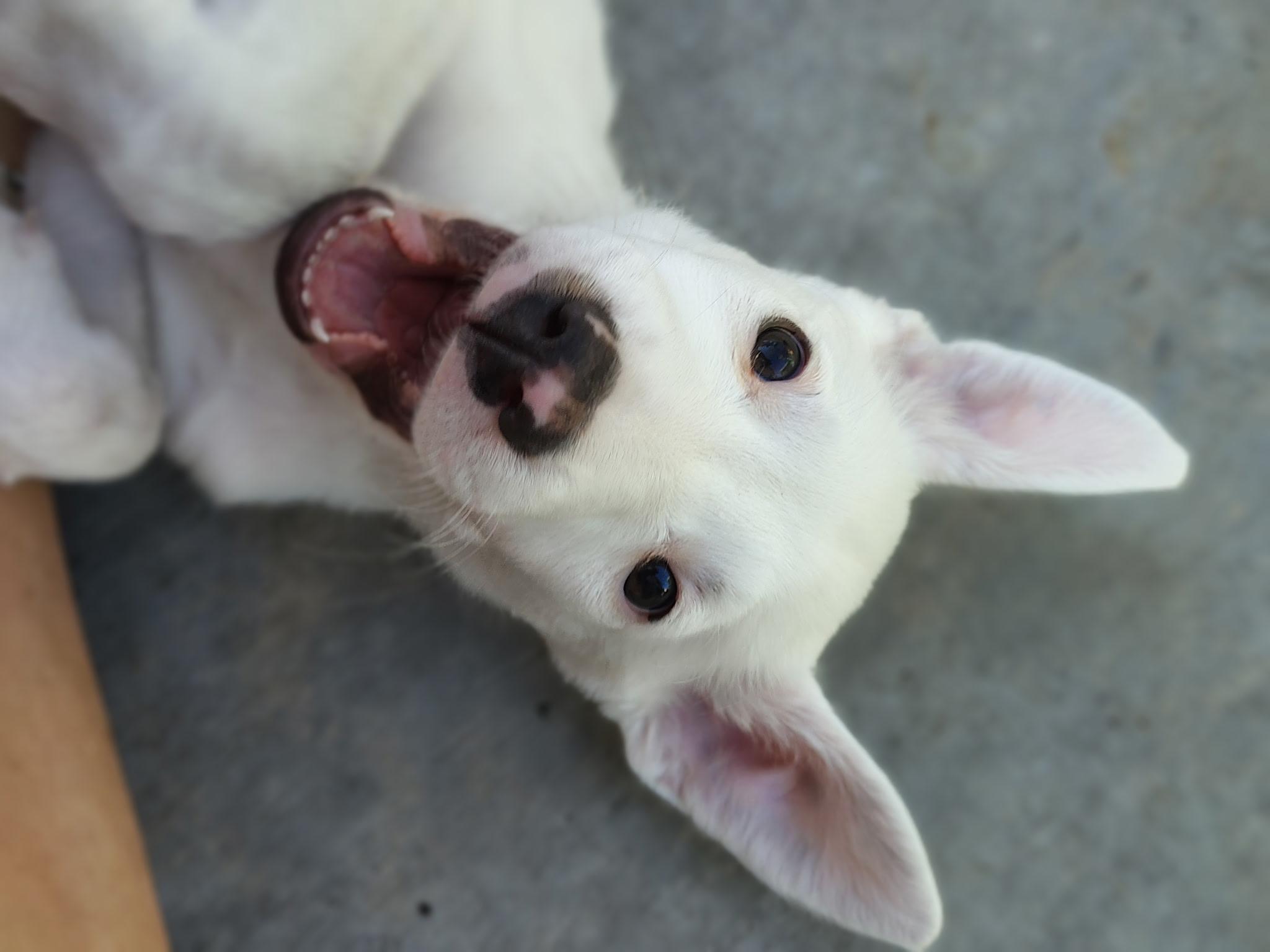 Nathan, a Adoptable mixed breed in Henderson, NV image 4/6