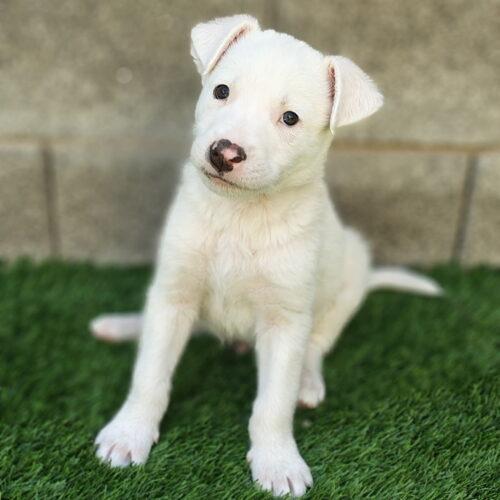 Nathan, a Adoptable mixed breed in Henderson, NV image 5/6