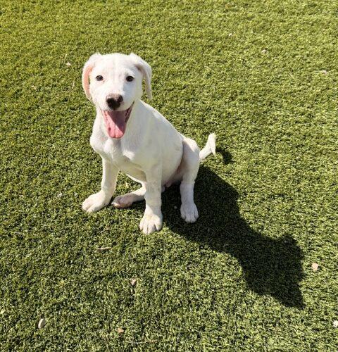 Nathan, a Adoptable mixed breed in Henderson, NV image 6/6