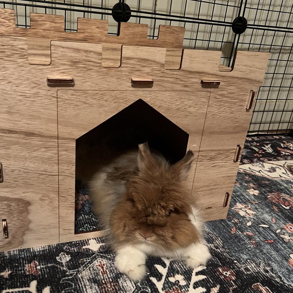 Lulu, Adoptable, Senior Female Jersey Wooly.