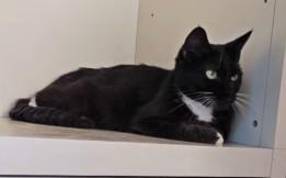 Hellcat, an adoptable Domestic Short Hair in Lacey, WA, 98503 | Photo Image 2