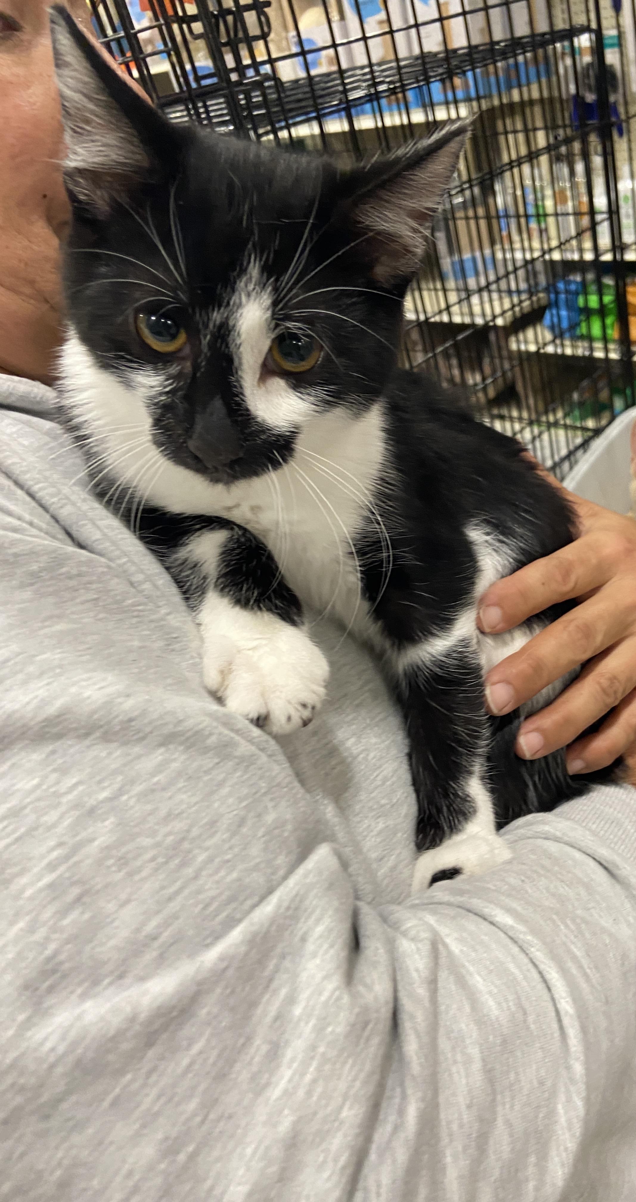 Enlarge Jack Skellington, a Adoptable Domestic Short Hair in Salinas, CA image 1/1