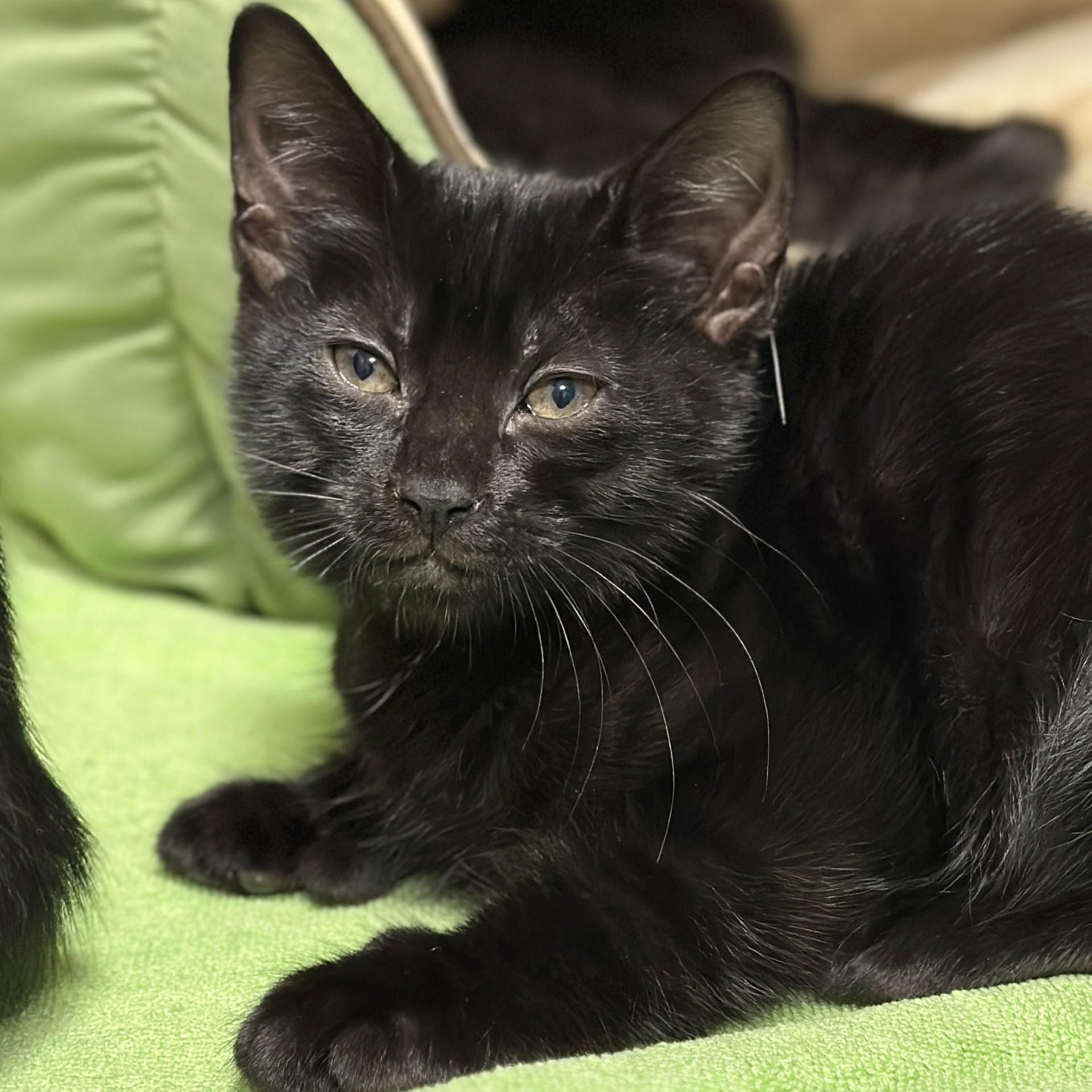 Enlarge Rosalind Franklin, a Adopted Domestic Short Hair in Victor, NY image 6/6
