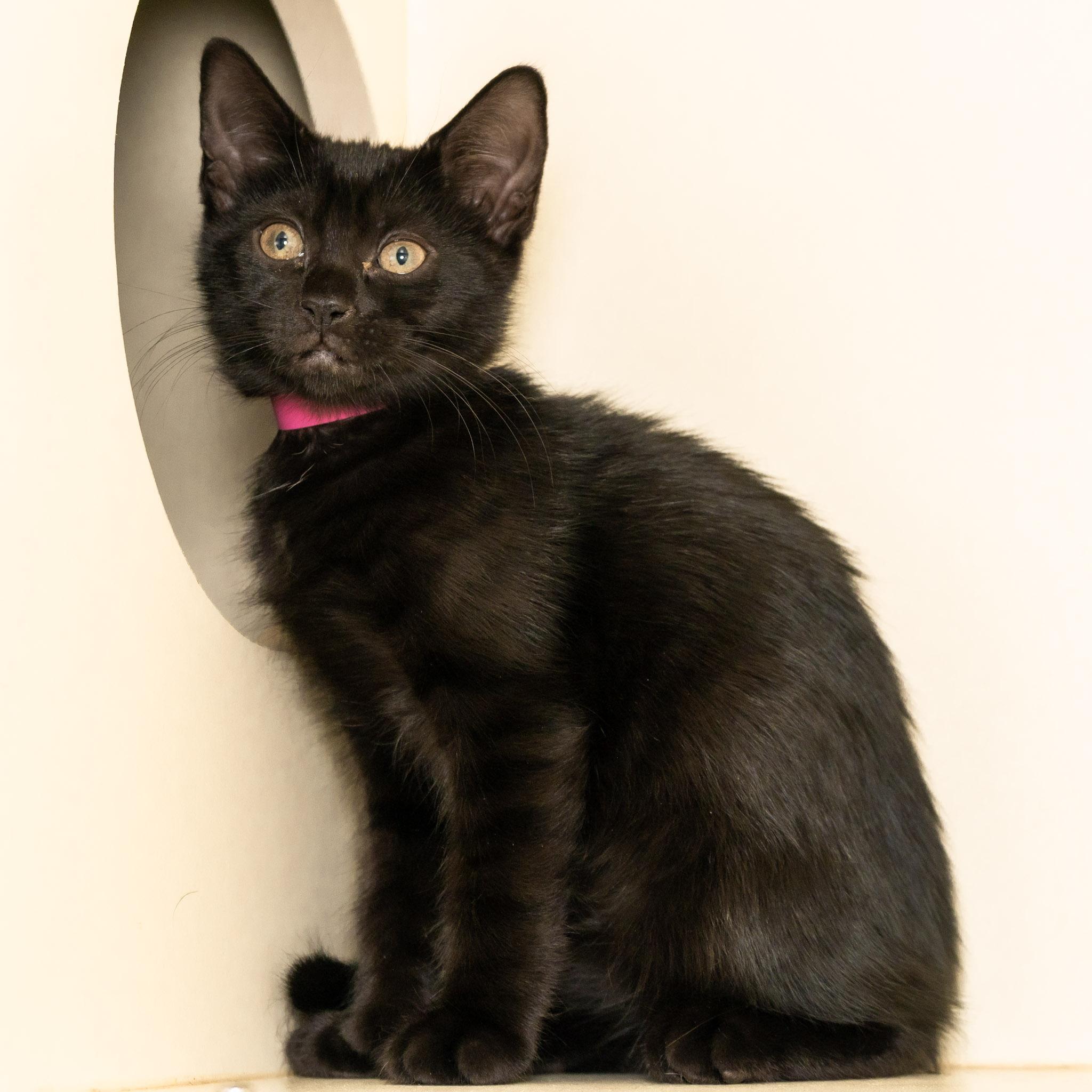 Enlarge Rosalind Franklin, a Adopted Domestic Short Hair in Victor, NY image 5/6