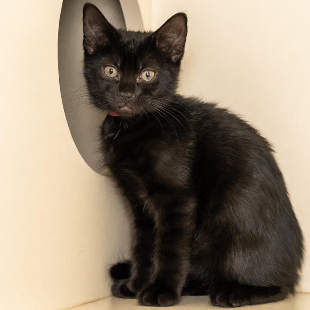 Enlarge Rosalind Franklin, a Adopted Domestic Short Hair in Victor, NY image 2/6