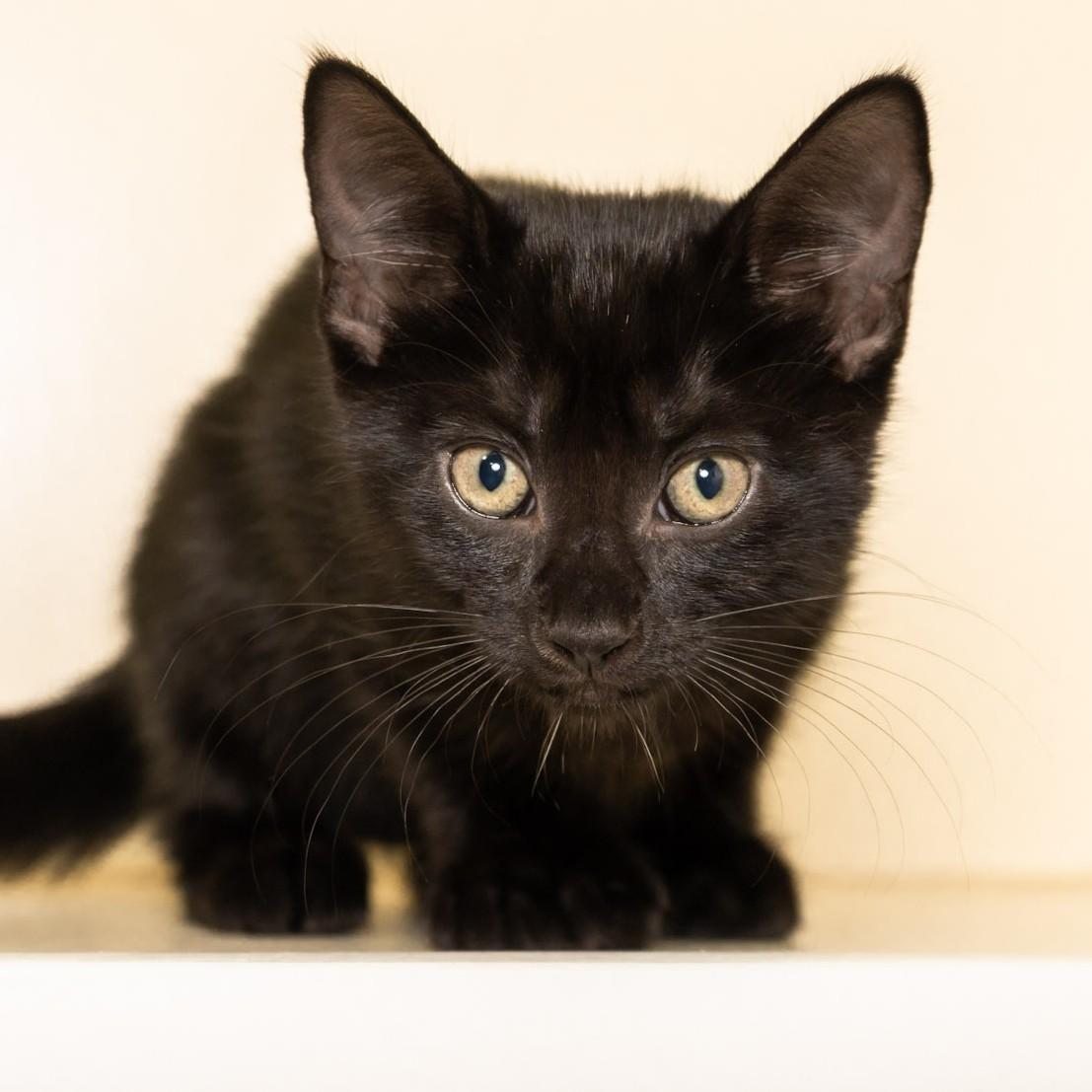 Enlarge Rosalind Franklin, a Adopted Domestic Short Hair in Victor, NY image 1/6