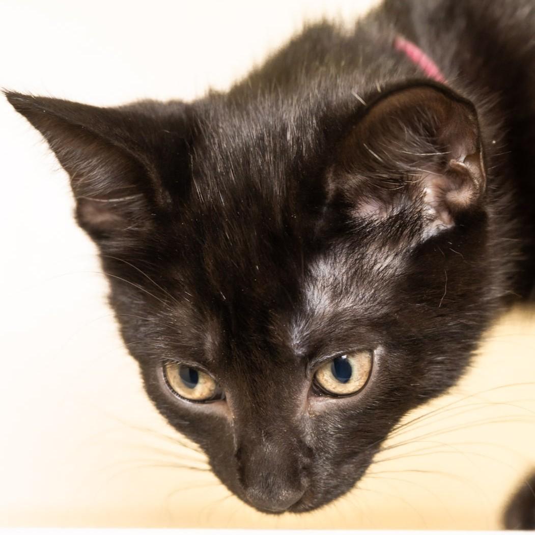 Enlarge Rosalind Franklin, a Adopted Domestic Short Hair in Victor, NY image 4/6