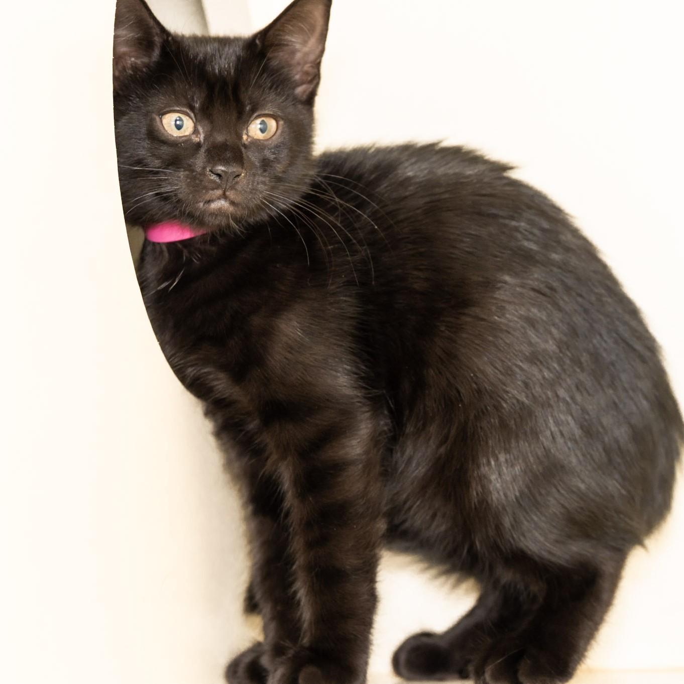 Enlarge Rosalind Franklin, a Adopted Domestic Short Hair in Victor, NY image 3/6