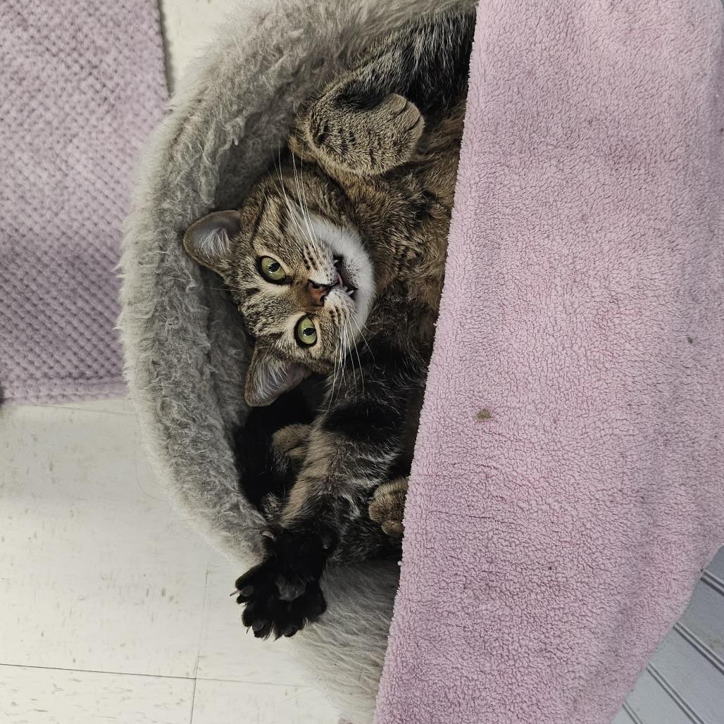 Mindi, Adoptable, Adult Female Domestic Short Hair.