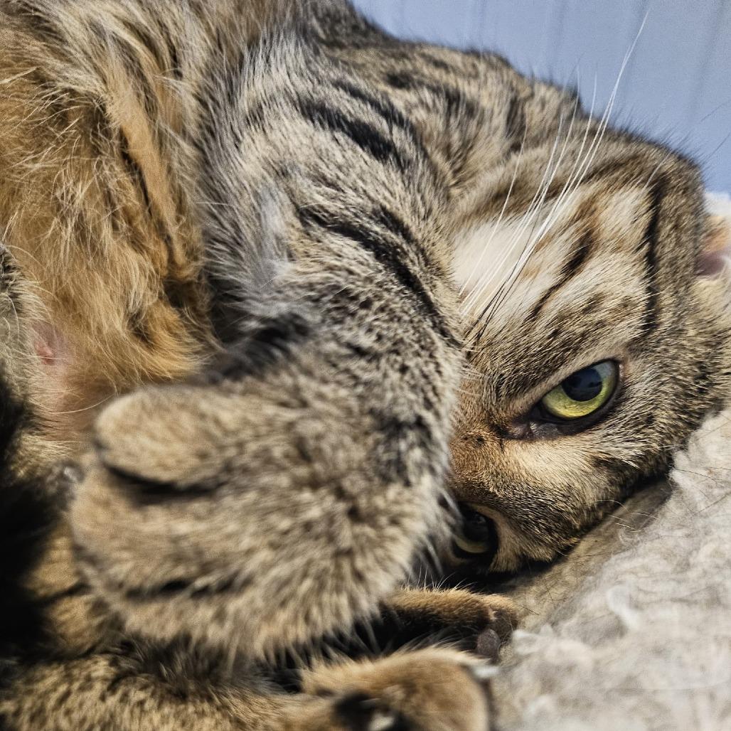 Enlarge Mindi, a Adoptable Domestic Short Hair in North Augusta, SC image 2/6