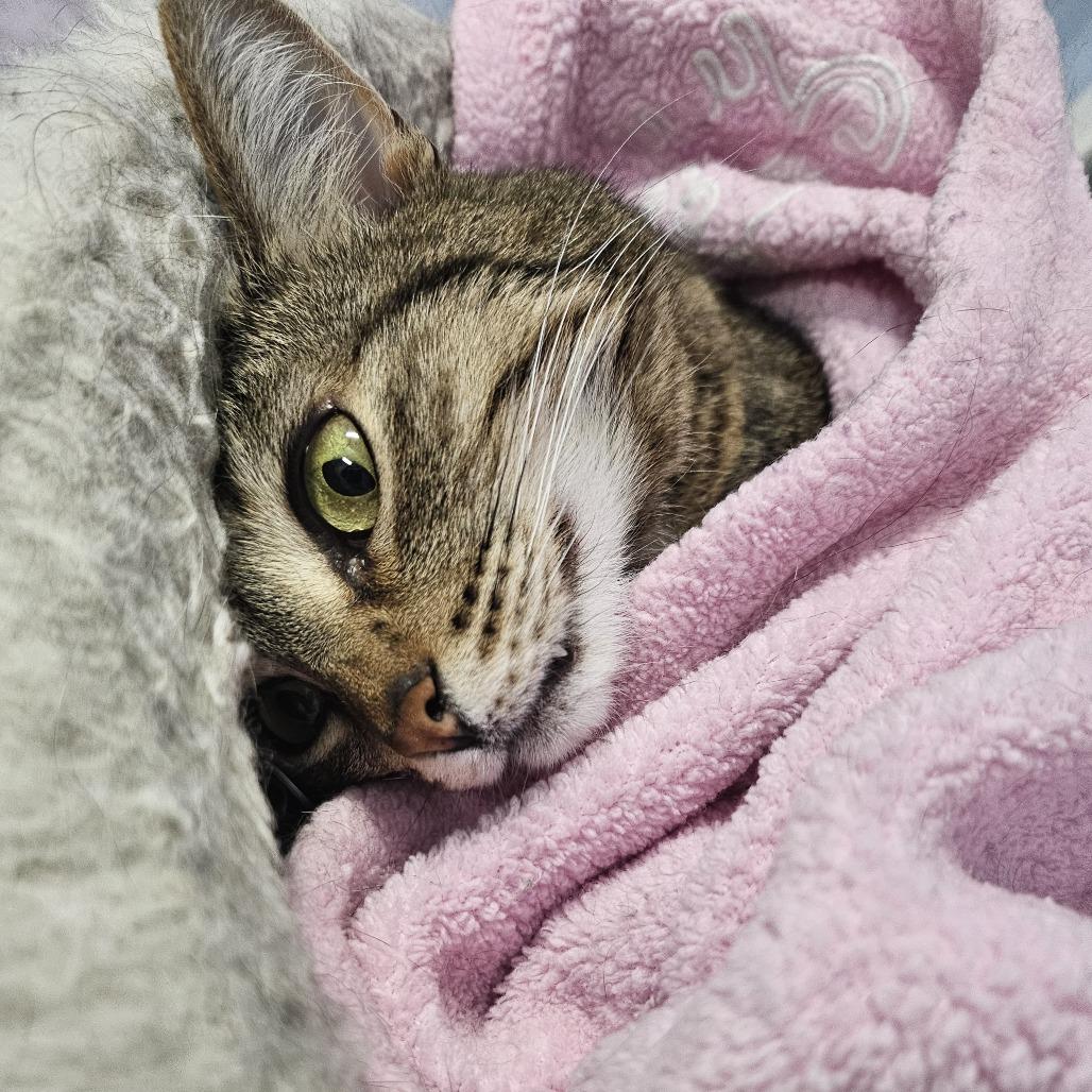 Enlarge Mindi, a Adoptable Domestic Short Hair in North Augusta, SC image 3/6