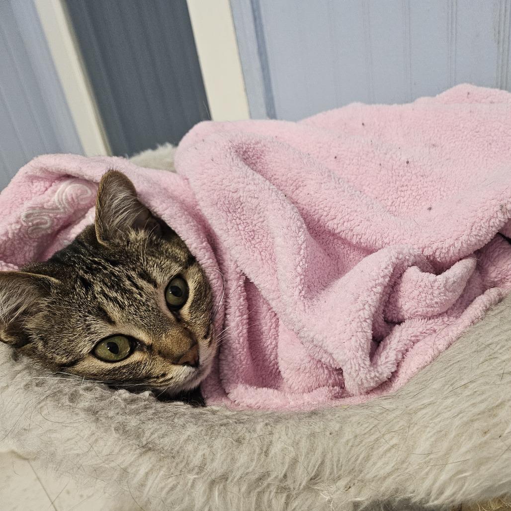 Enlarge Mindi, a Adoptable Domestic Short Hair in North Augusta, SC image 4/6