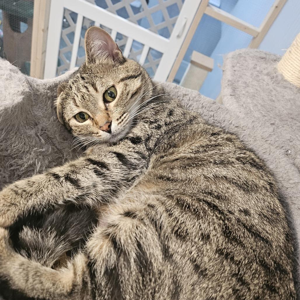 Enlarge Mindi, a Adoptable Domestic Short Hair in North Augusta, SC image 5/6