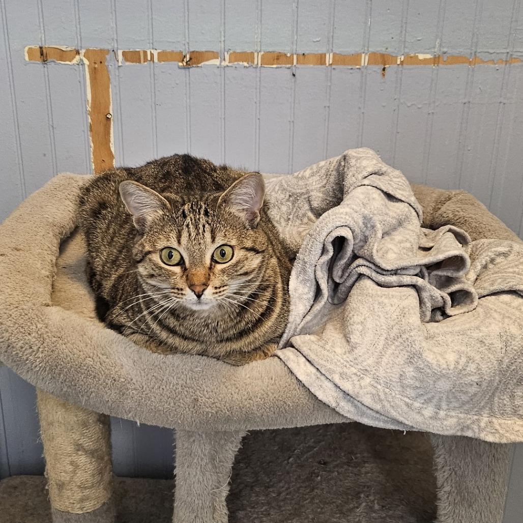 Enlarge Mindi, a Adoptable Domestic Short Hair in North Augusta, SC image 6/6