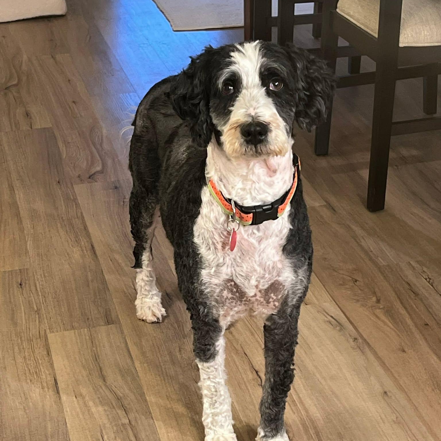 Enlarge Gabby, a ADOPTABLE Bernadoodle in St Thomas, ON image 4/4