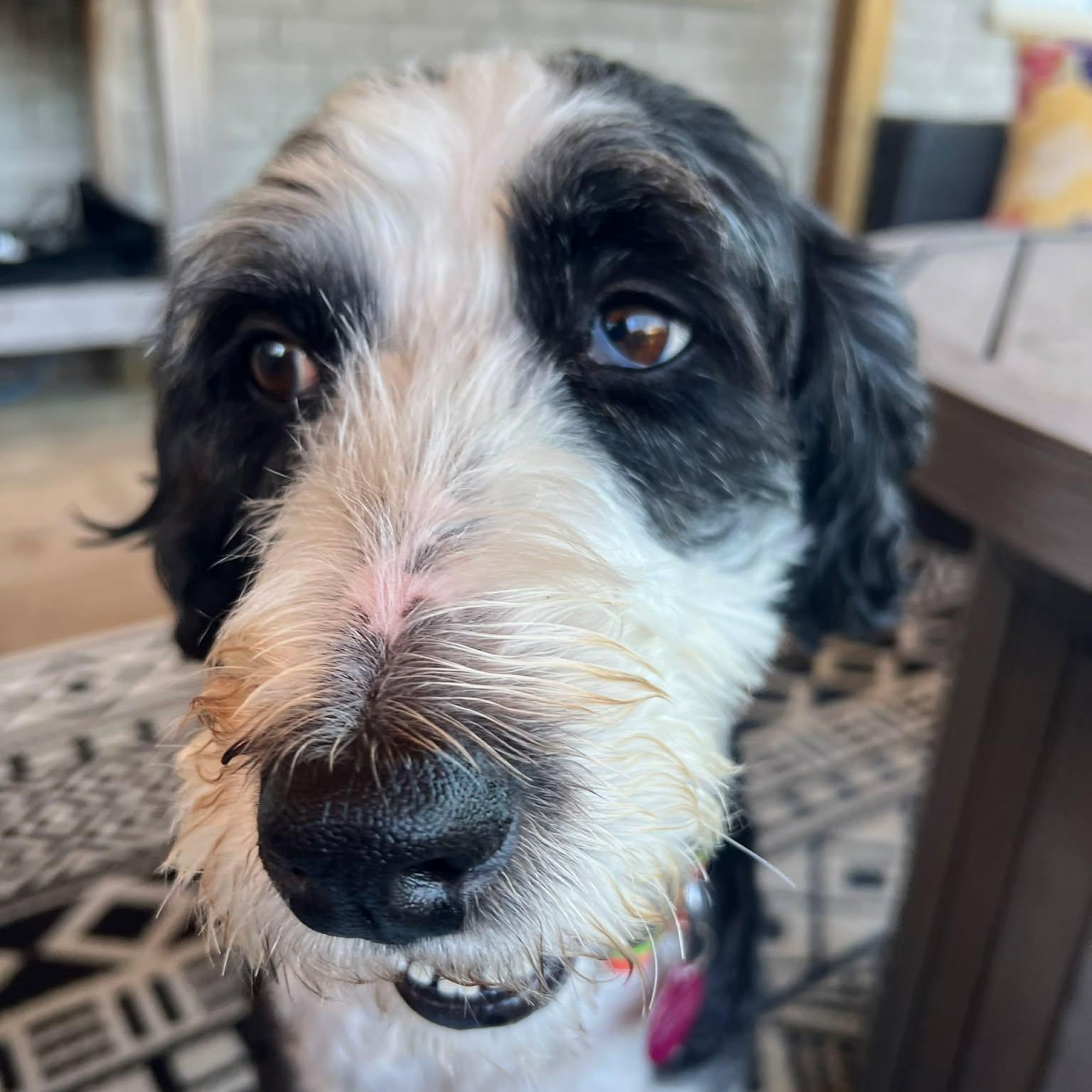 Enlarge Gabby, a ADOPTABLE Bernadoodle in St Thomas, ON image 2/4