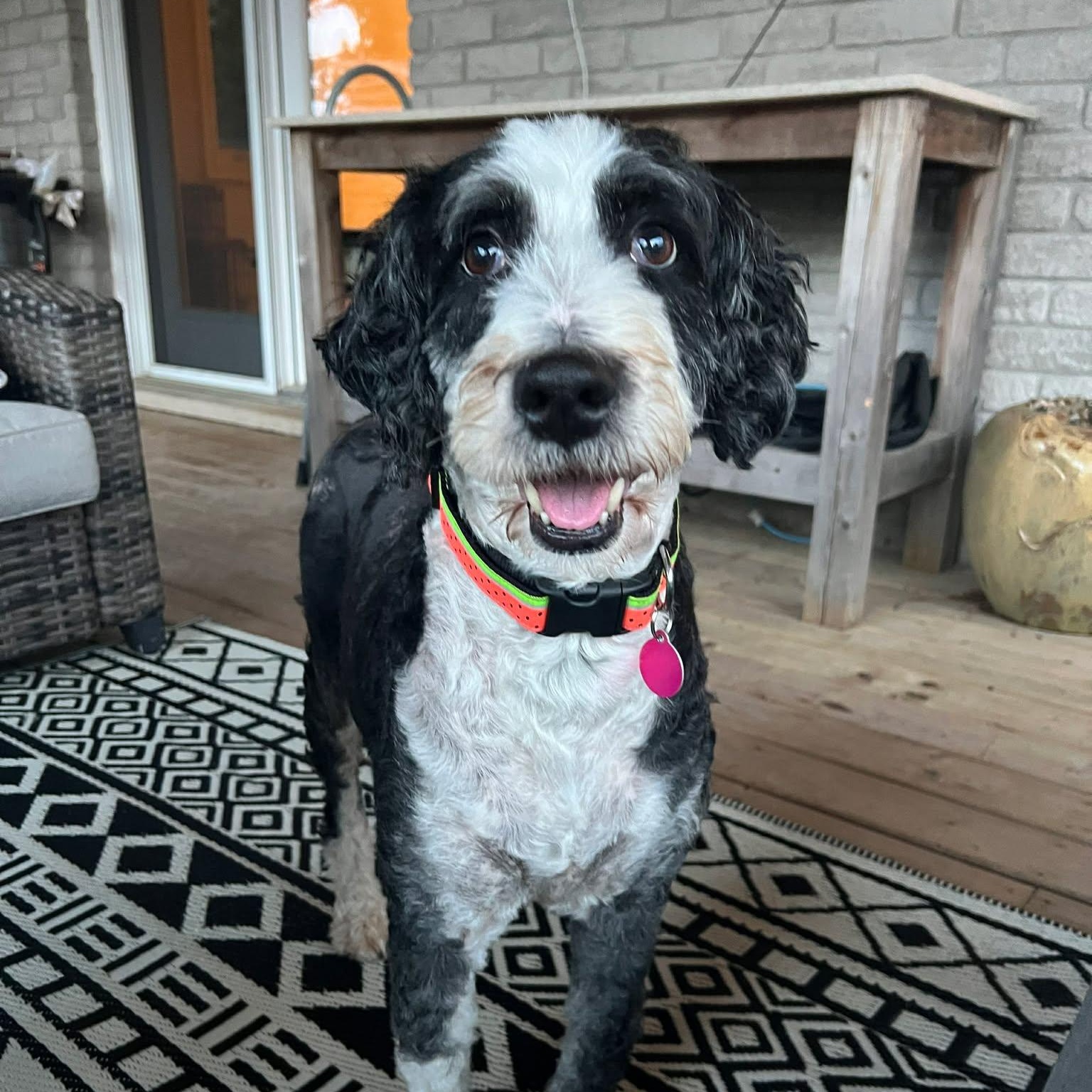 Gabby, ADOPTABLE, Adult Female Bernadoodle.