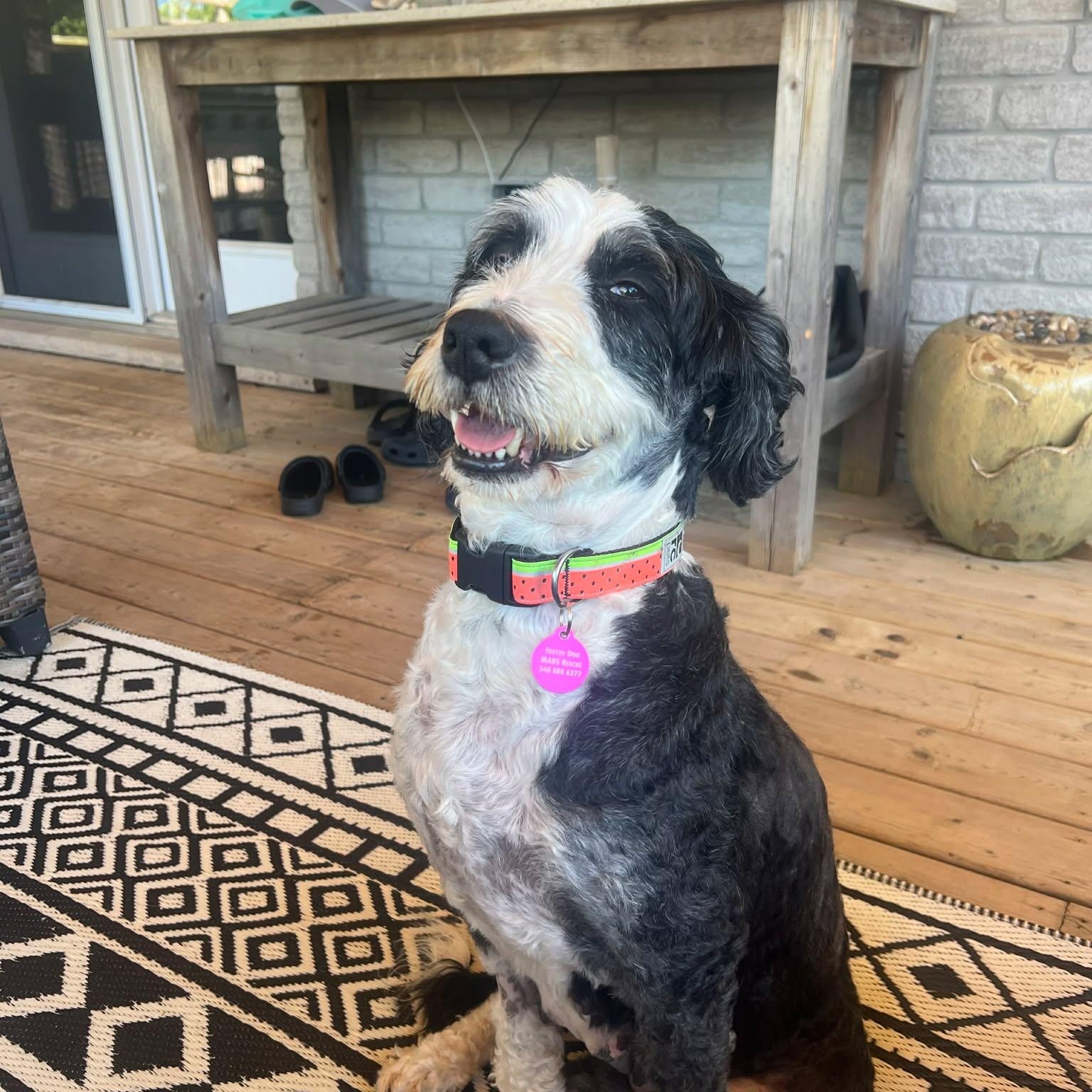 Enlarge Gabby, a ADOPTABLE Bernadoodle in St Thomas, ON image 3/4