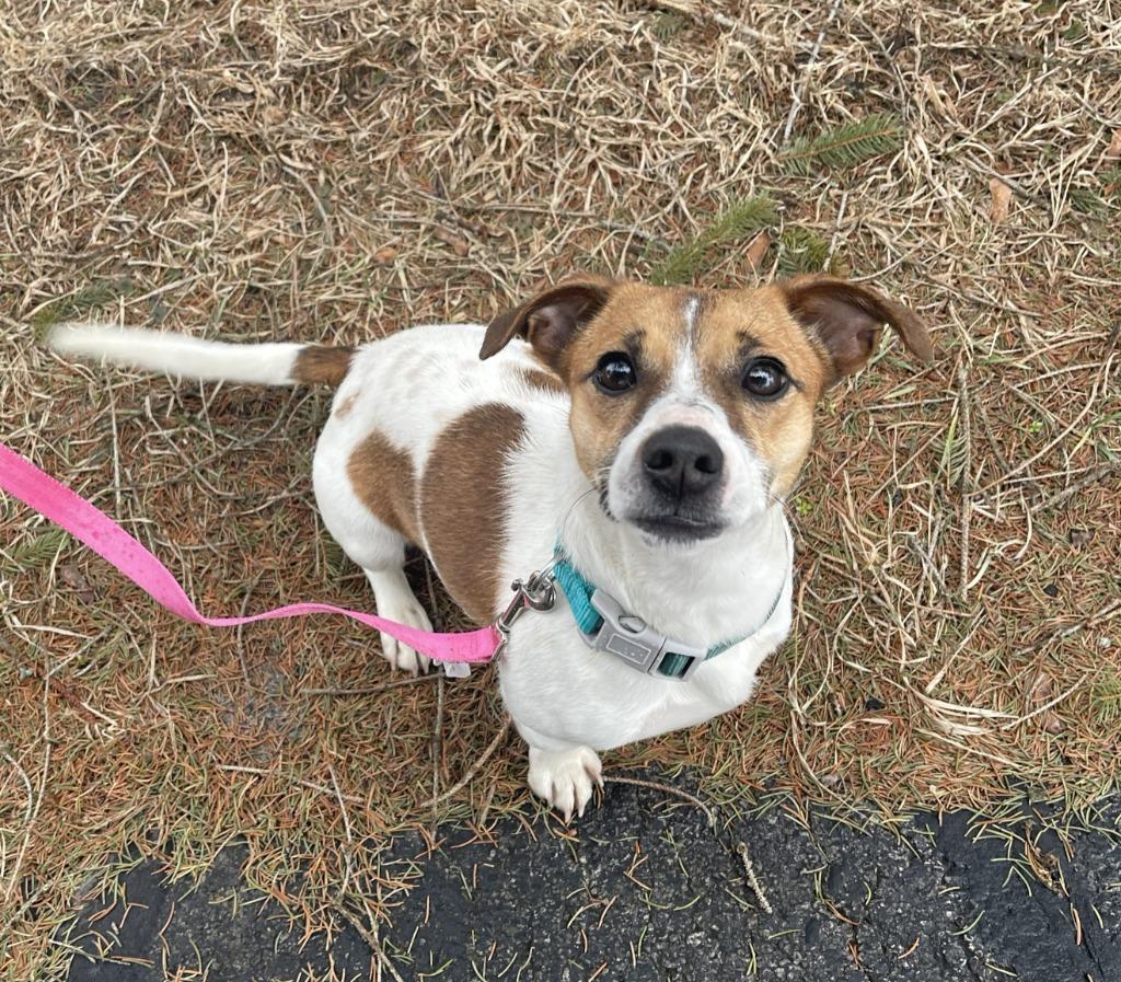 Enlarge CLEO, a Adoptable Jack Russell Terrier in Fremont, OH image 1/1