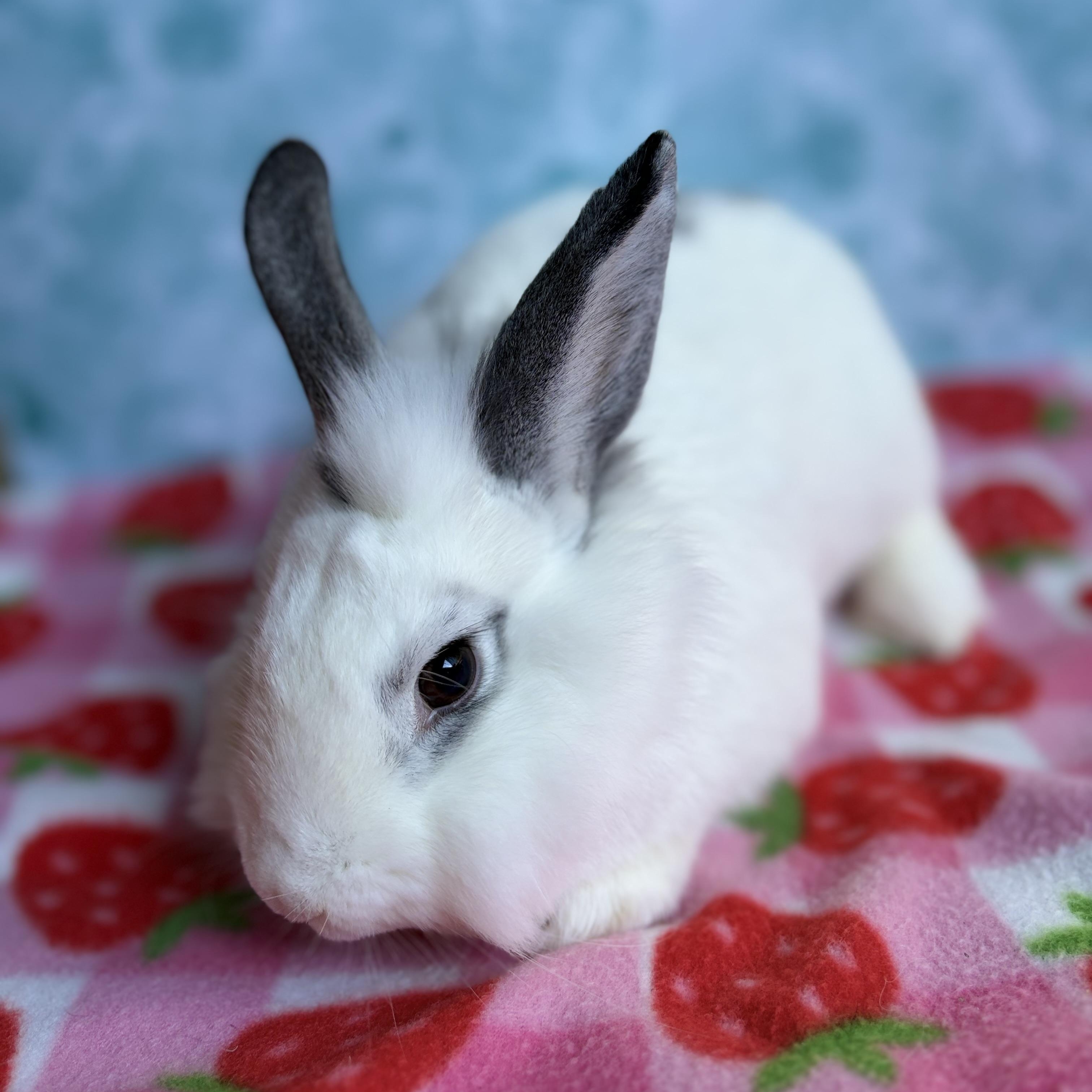 Estrella, a ADOPTABLE Bunny Rabbit in Modesto, CA image 3/4
