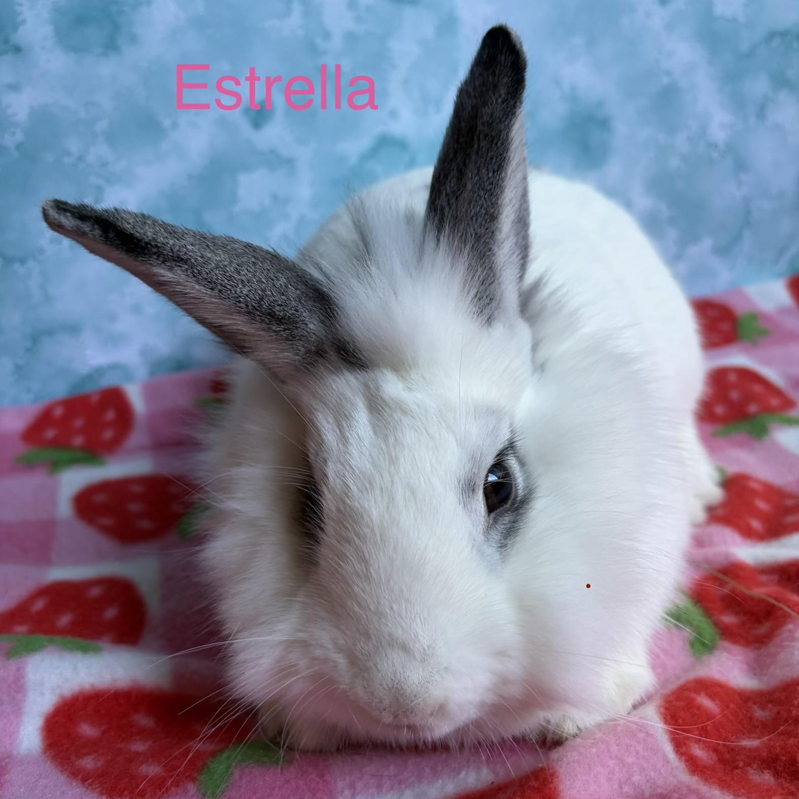 Estrella, ADOPTABLE, Adult Female Bunny Rabbit.