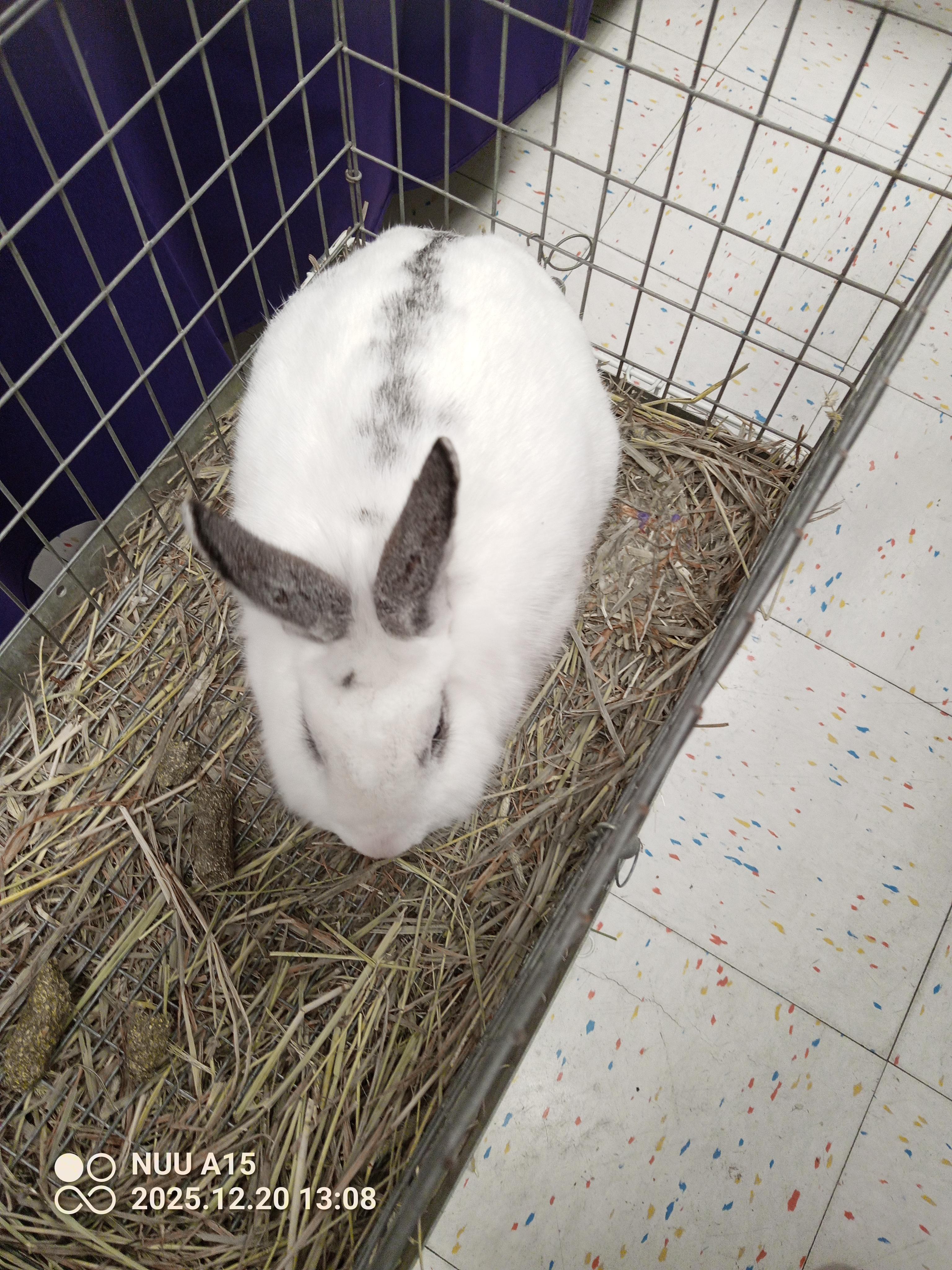 Estrella, a ADOPTABLE Bunny Rabbit in Modesto, CA image 2/4