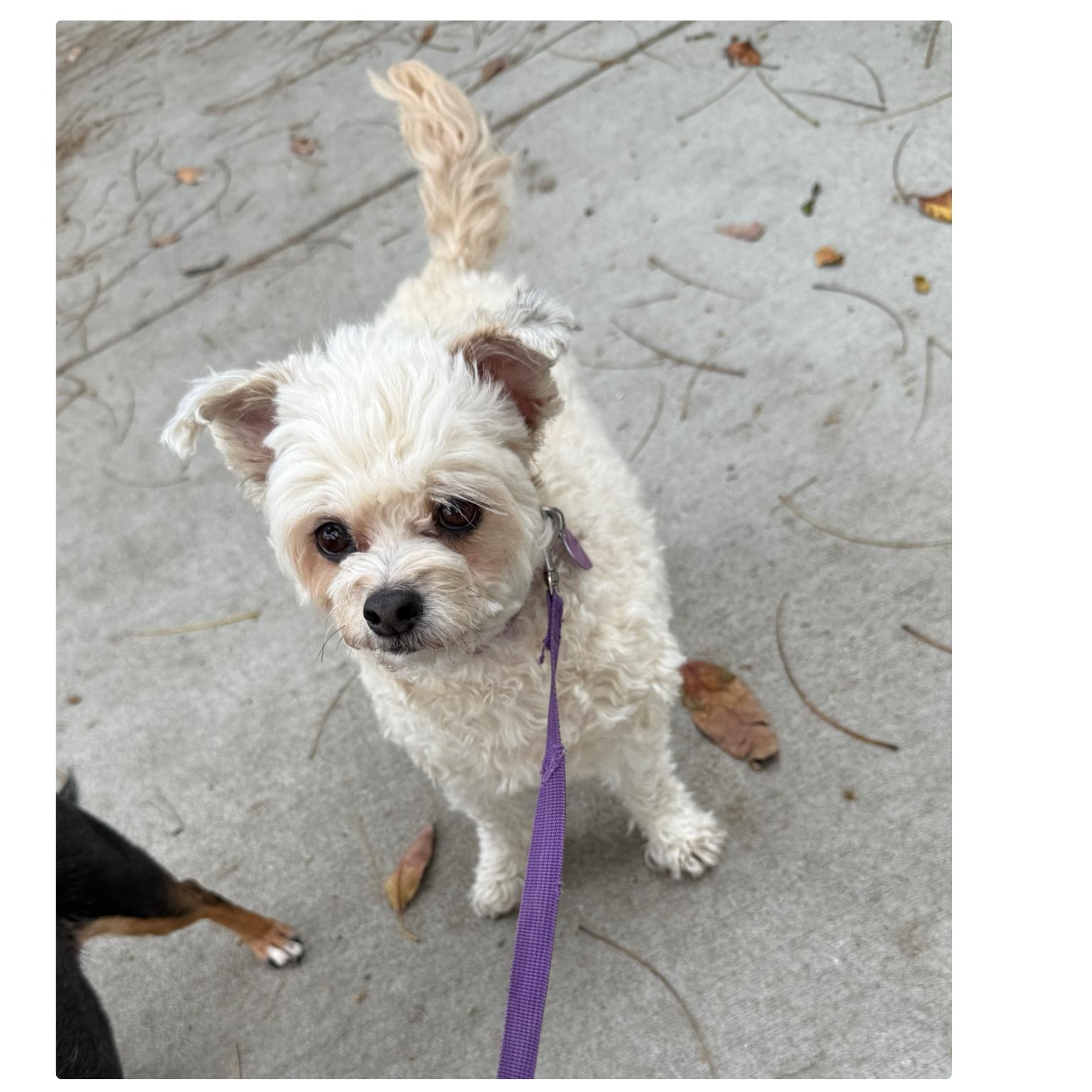 Enlarge ALBA, a Adoptable Maltipoo in Los Angeles, CA image 1/3