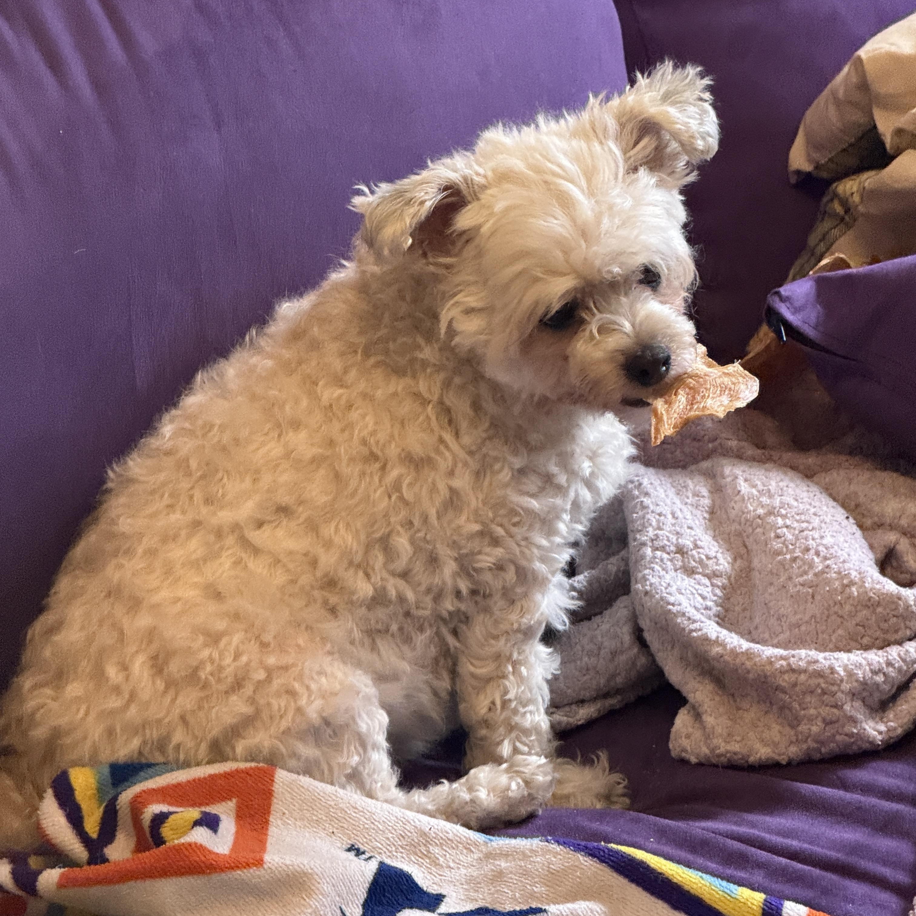 Enlarge ALBA, a Adoptable Maltipoo in Los Angeles, CA image 2/3