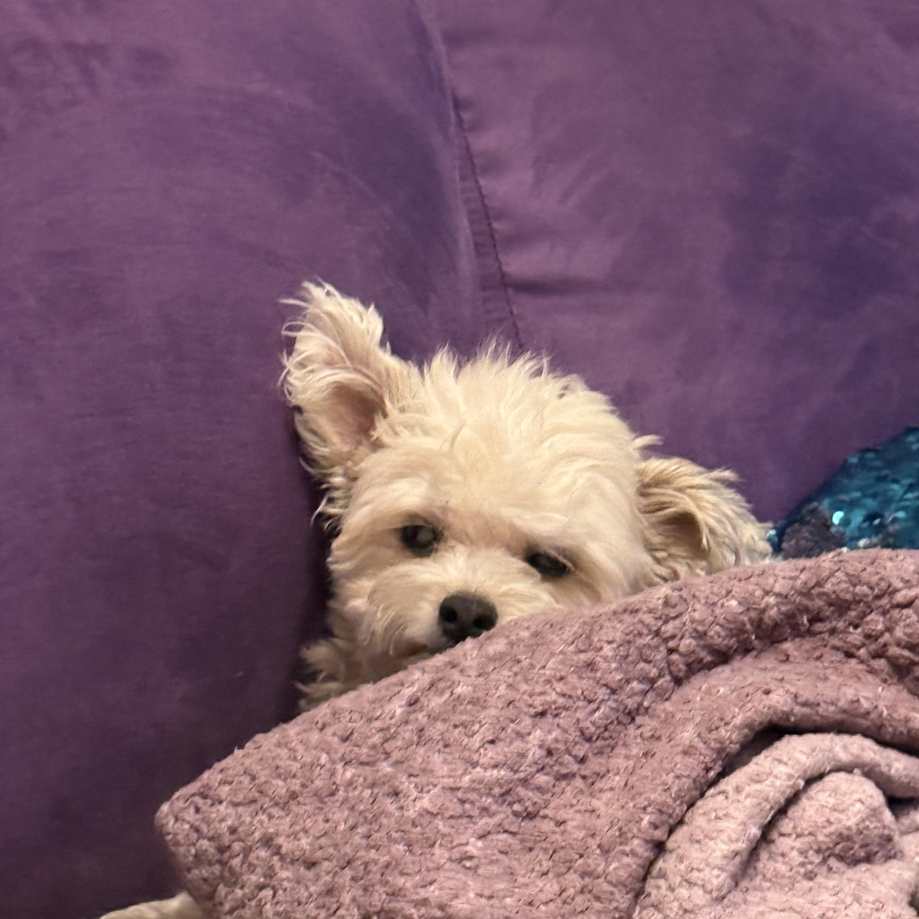 Enlarge ALBA, a Adoptable Maltipoo in Los Angeles, CA image 3/3