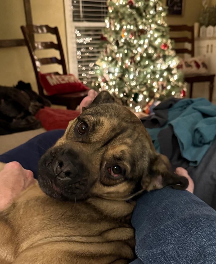 Diamond, Adoptable, Adult Female American Bully & Shepherd.