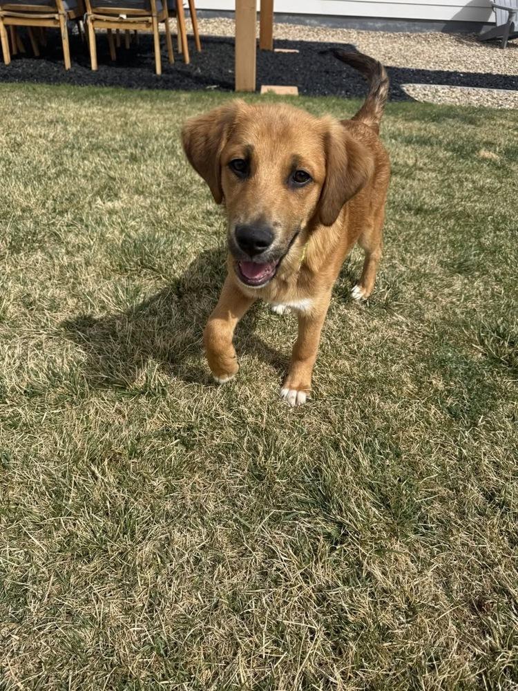 Skylar, a Adoptable mixed breed in Colorado Springs, CO image 1/5