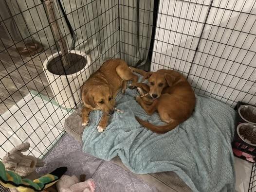 Skylar, a Adoptable mixed breed in Colorado Springs, CO image 2/5