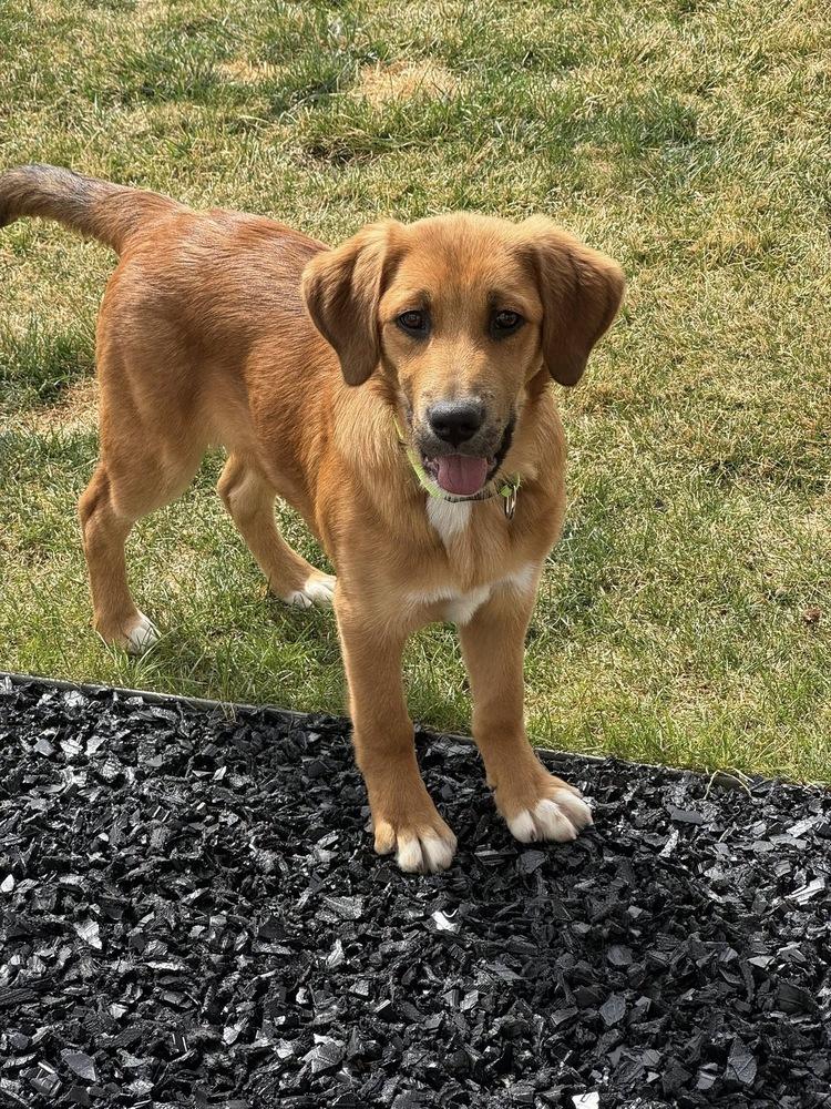 Skylar, a Adoptable mixed breed in Colorado Springs, CO image 3/5