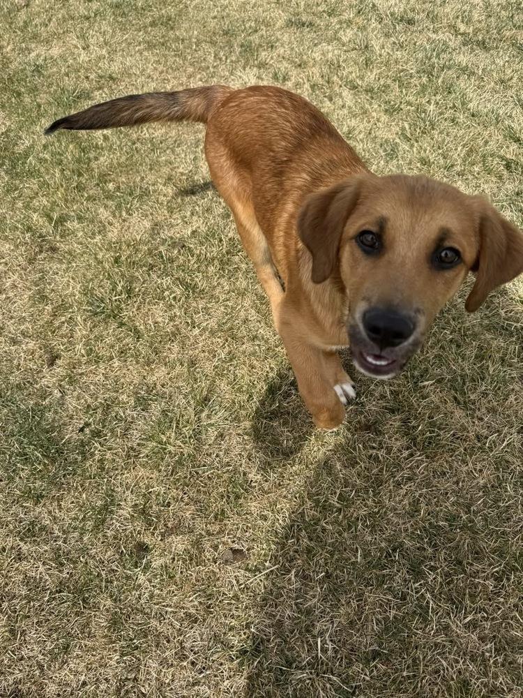 Skylar, a Adoptable mixed breed in Colorado Springs, CO image 4/5