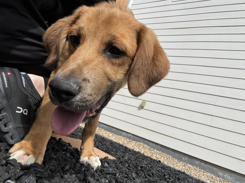 Skylar, a Adoptable mixed breed in Colorado Springs, CO image 5/5