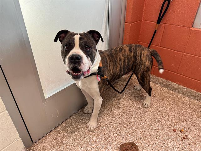 JAMES, Adoptable, Adult Male Pit Bull Terrier.