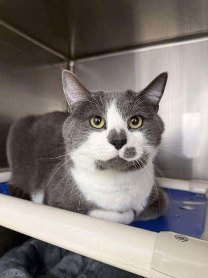 Enlarge Felipe, an adopted Domestic Short Hair in Annapolis, MD image 3/3