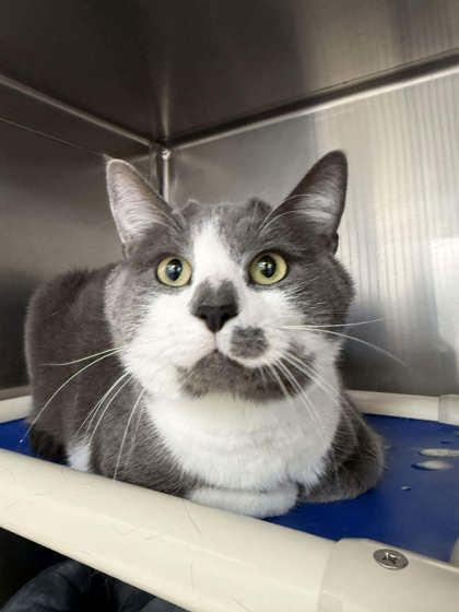 Felipe, adopted, Adult Male Domestic Short Hair.