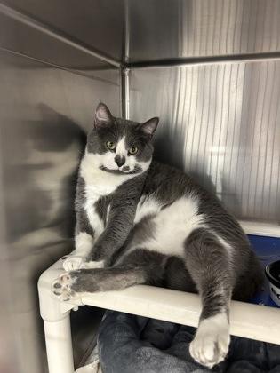 Enlarge Felipe, an adopted Domestic Short Hair in Annapolis, MD image 2/3