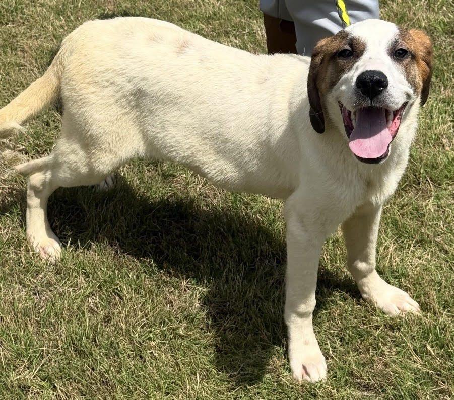 Enlarge Juney, a Adoptable Mixed Breed in Shelburne, VT image 2/3
