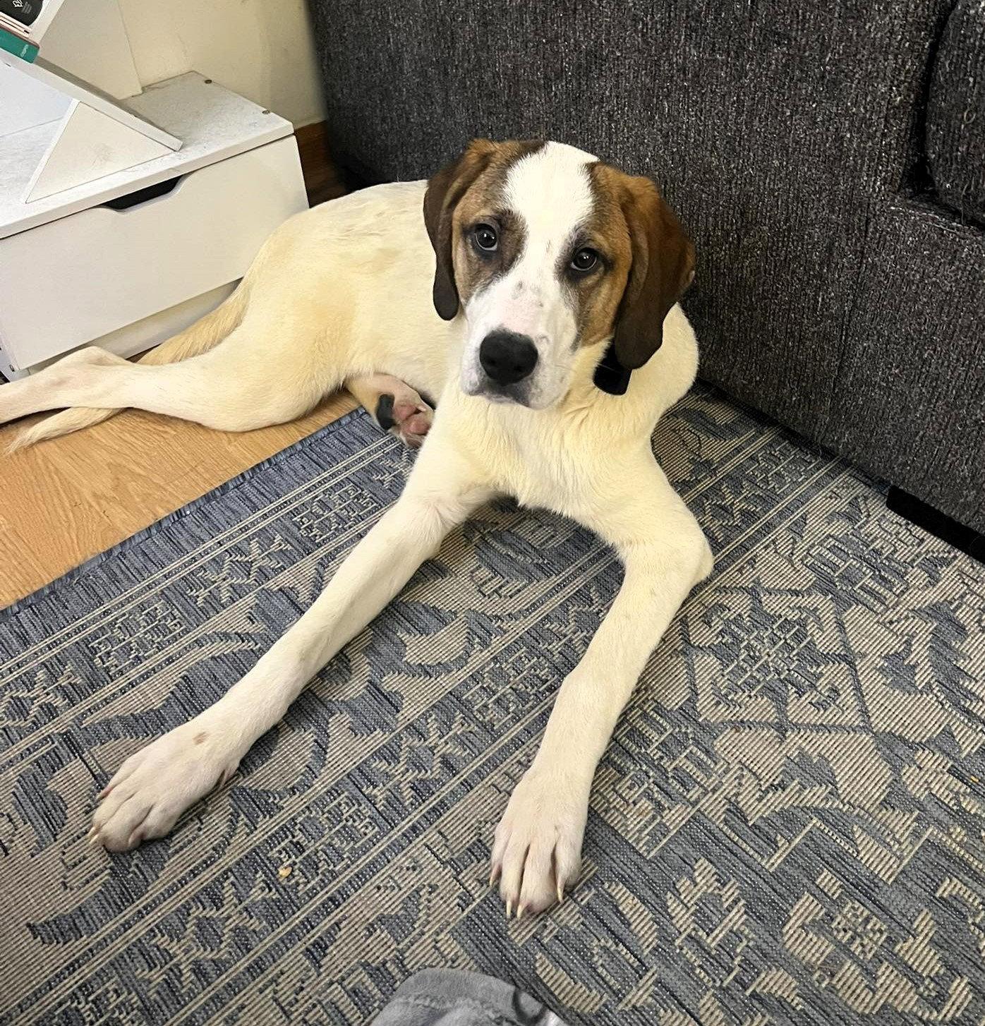 Enlarge Juney, a Adoptable Mixed Breed in Shelburne, VT image 3/3