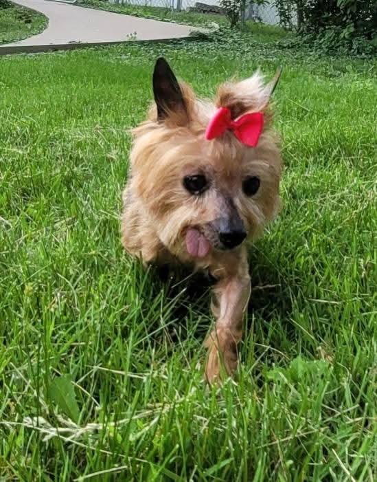 Sassy, Adoptable, Senior Female Yorkshire Terrier.