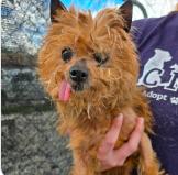Sassy, Adoptable, Senior Female Yorkshire Terrier.