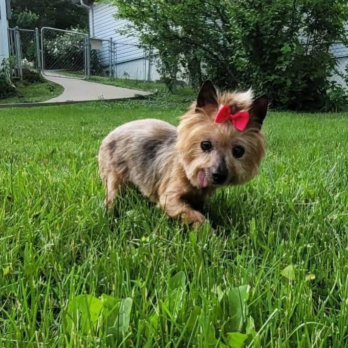 Sassy, a Adoptable Yorkshire Terrier in Columbia, MO image 2/6